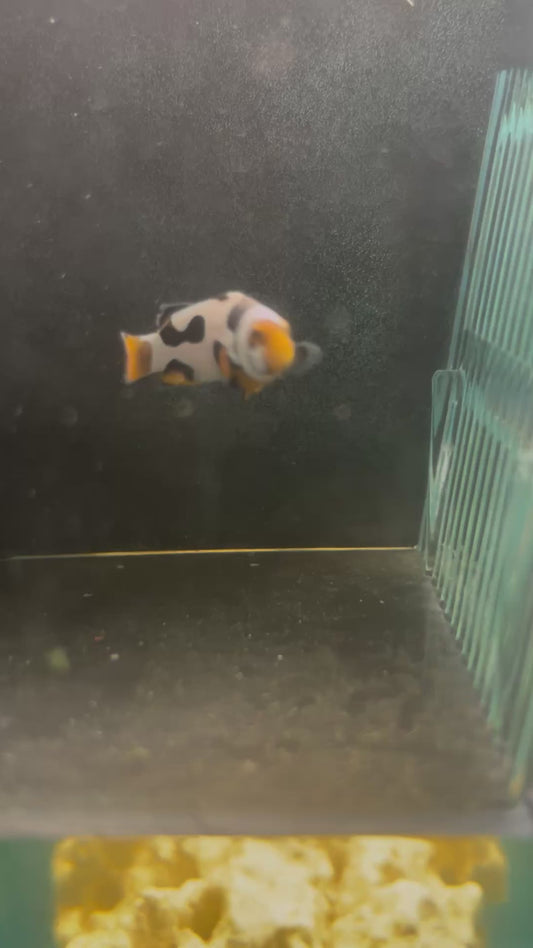 STB Onyx Picasso #10