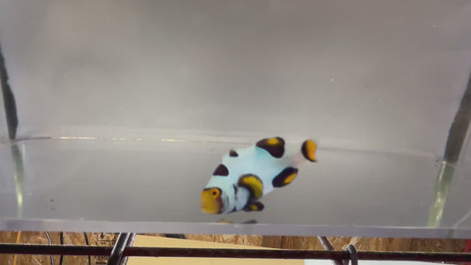 Single Onyx Picasso #29