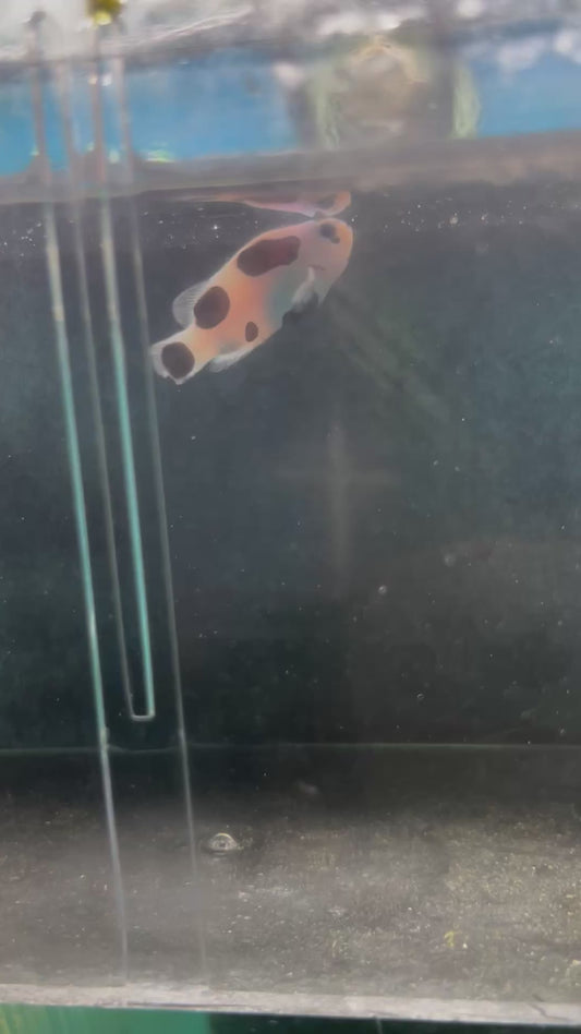 STB Black Storm Single #1