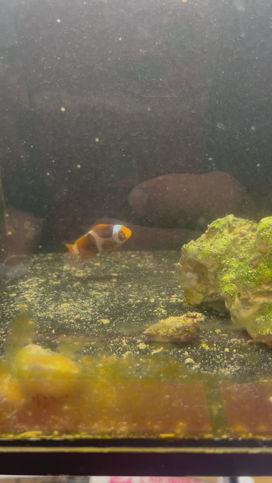 Addisons Quest single