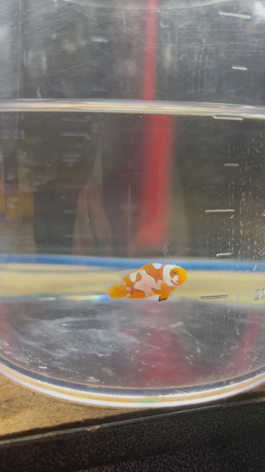 Onyx Picasso (Breeders Choice)