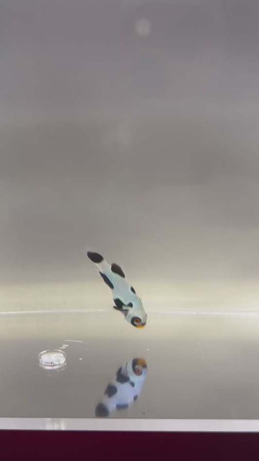 Single Onyx Picasso #6