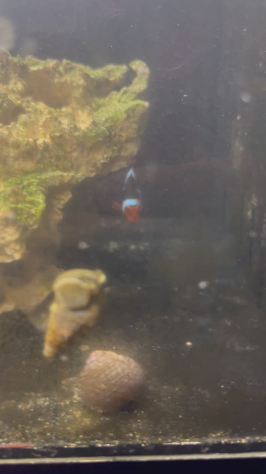 Addisons Quest Single