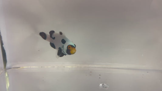 Single Onyx Picasso #27