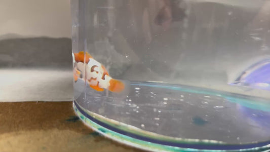 Onyx Picasso Clownfish Nebula