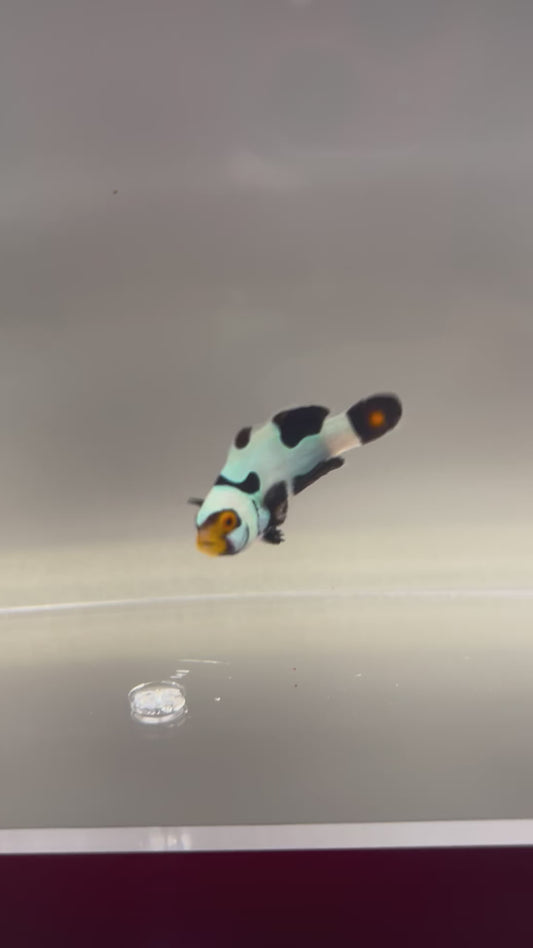 Single Onyx Picasso #8