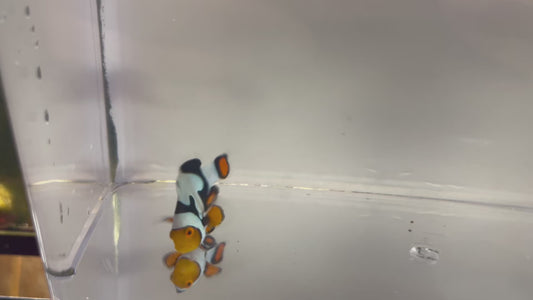 Single Onyx Picasso #26