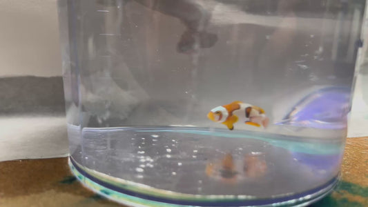 Onyx Picasso Clownfish Gladiator Nebula