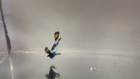 Single Onyx Picasso #30