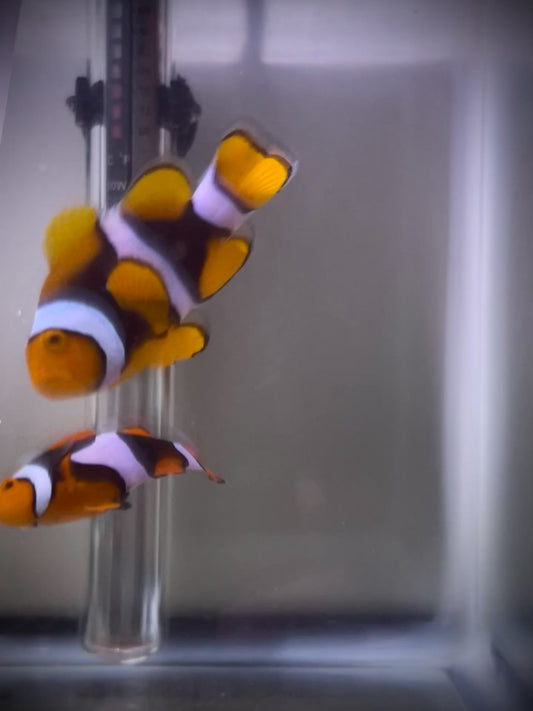 PNG True Percula Bonded Pair