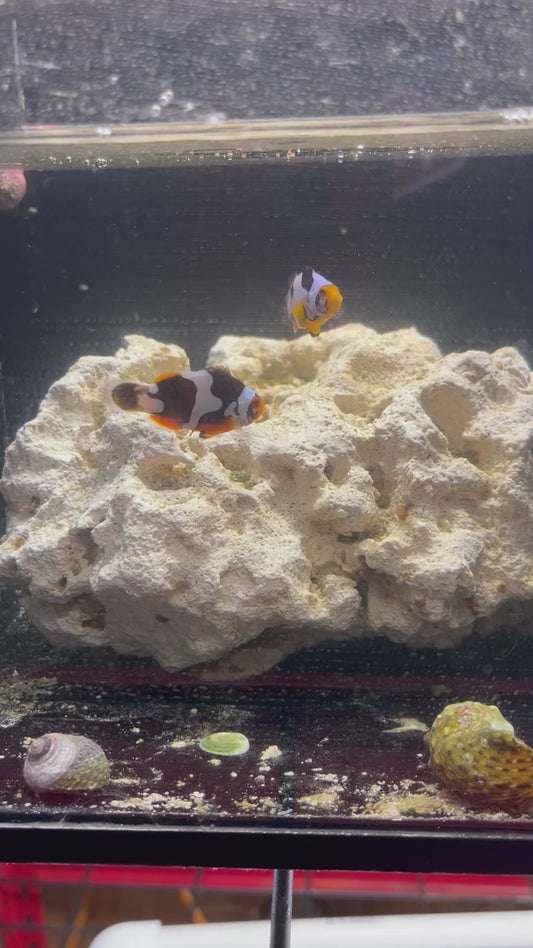 Blackhawk Picasso Pair