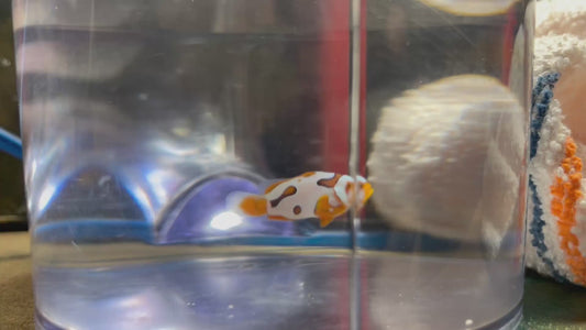 Onyx Picasso (Breeders Choice)