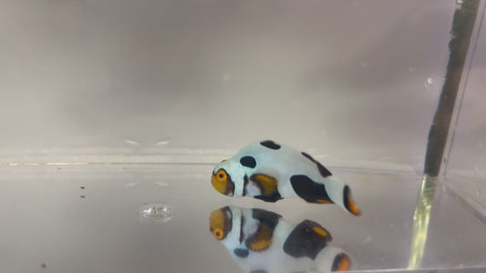 Single Onyx Picasso #25