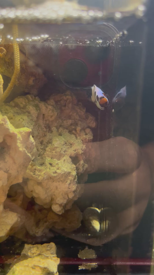 Onyx Picasso Single #34