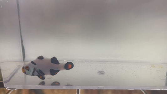 Single Onyx Picasso #24