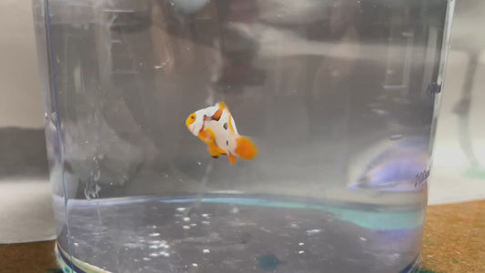 Onyx Picasso Clownfish