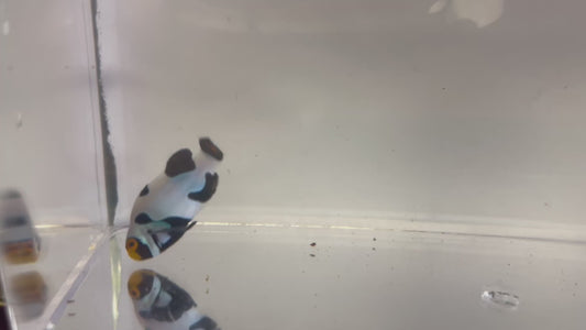 Single Onyx Picasso #36