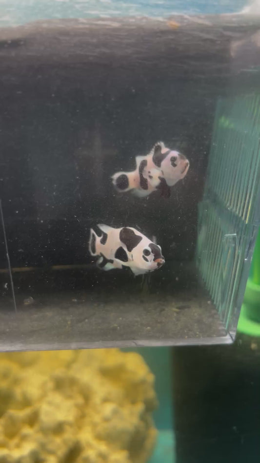 STB Black Storm Random Pick