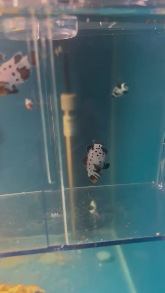 STB Black Frostbite Pair