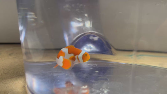 Onyx Picasso Clownfish Nebula