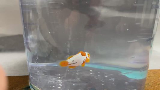 Onyx Picasso Clownfish