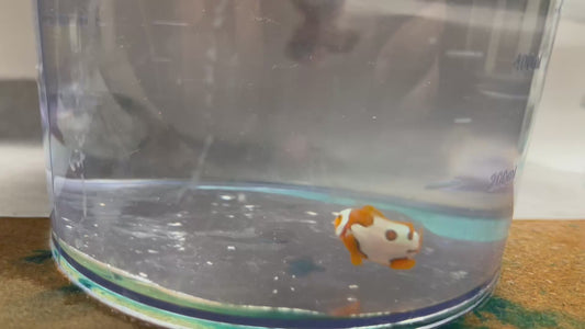 Onyx Picasso Clownfish