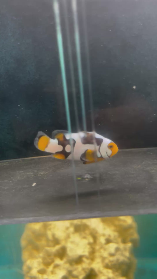 STB Onyx Picasso #12