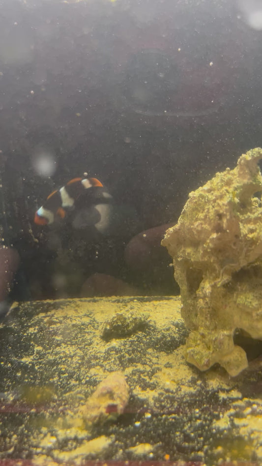 Addisons Quest Single