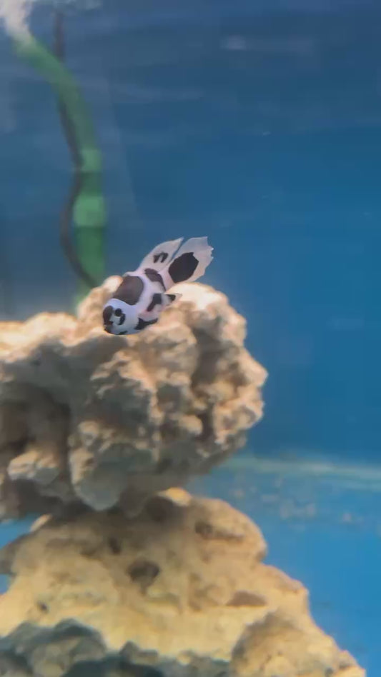 STB Long-Fin Black Storm