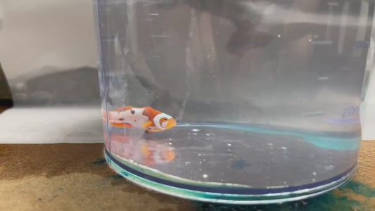 Onyx Picasso Clownfish