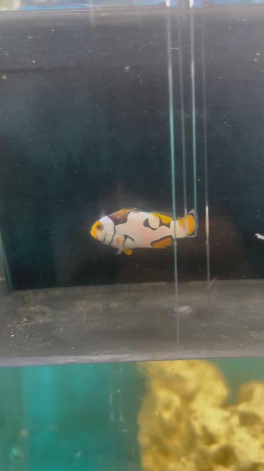 STB Onyx Picasso #11