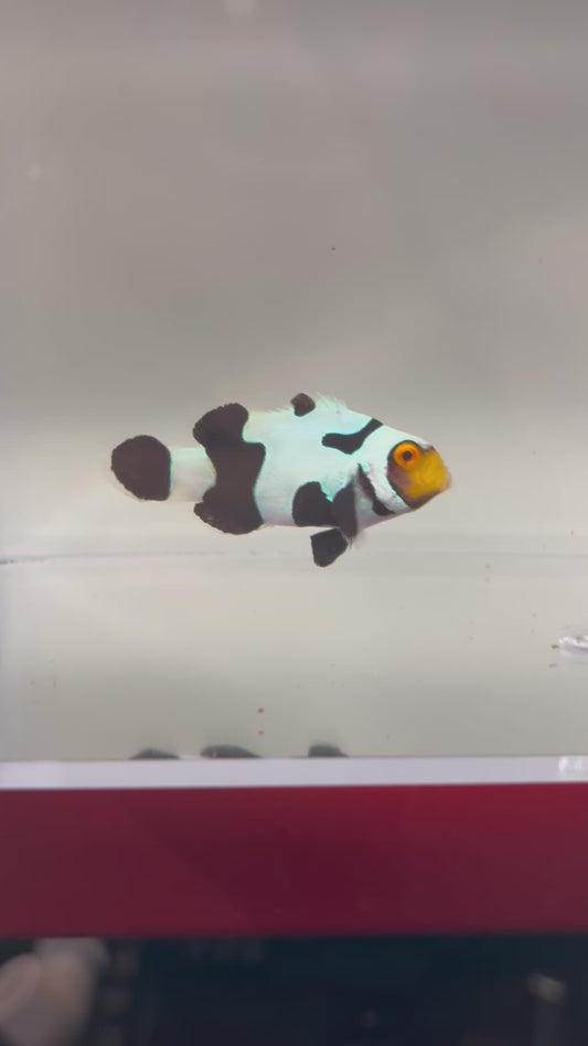 Single Onyx Picasso #5