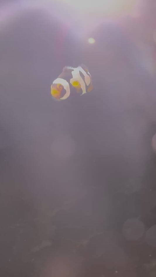 Pro Aquatix Onyx Picasso Male